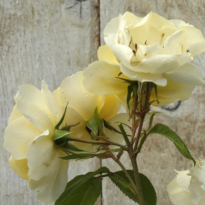 Close-up of white roses with a rustic wooden background