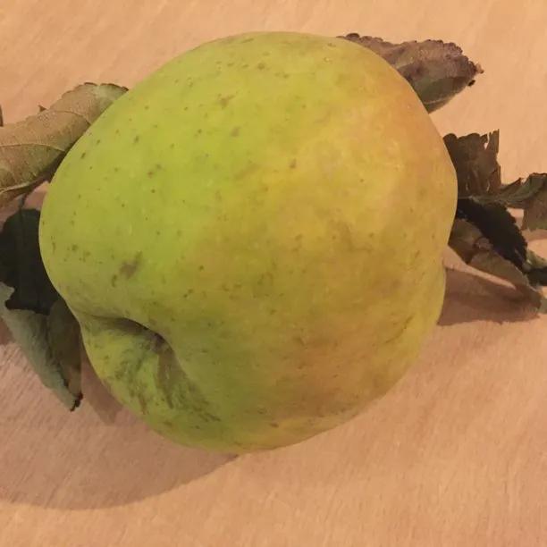 Cobra Apples on the tree