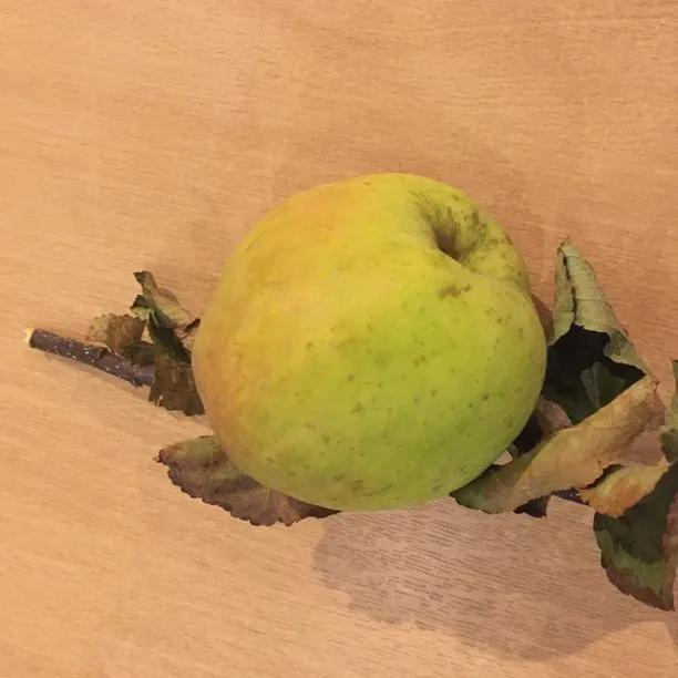 Cobra Apples on the tree