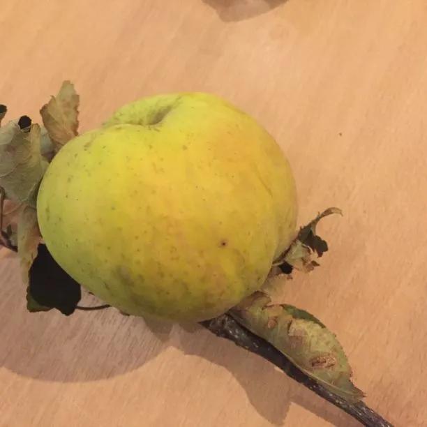 Cobra Apples on the tree