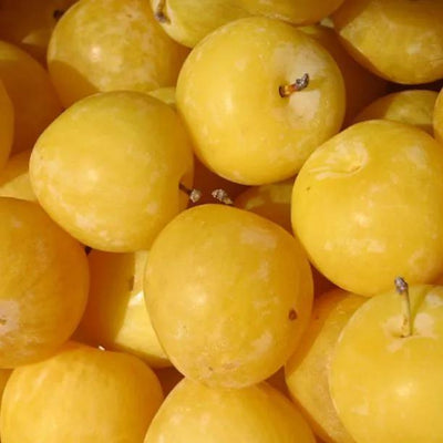 Ripe Coes Golden Drop Plums