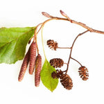Common Alder catkins and cones