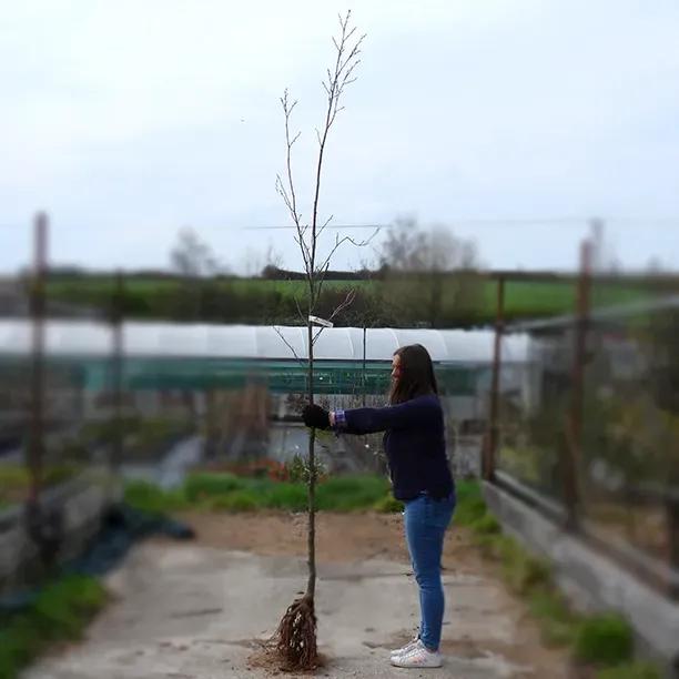 bareroot Common alder 6-8cm girth standard tree