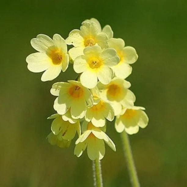 Common cowslip Flowers