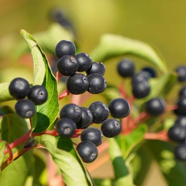 Common Dogwood Berries