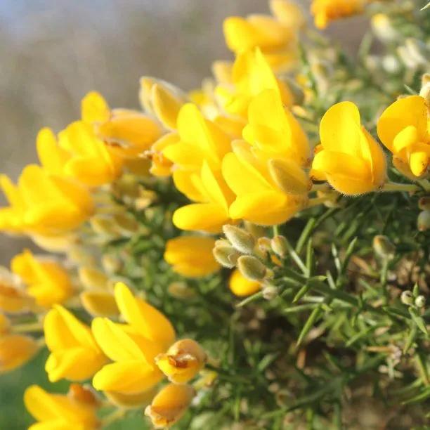 Common gorse Flowers