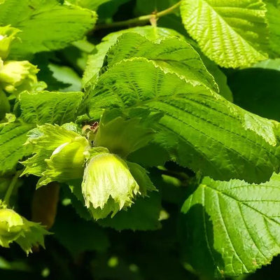 Common Hazenuts on the tree