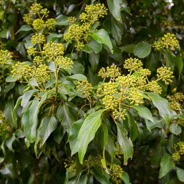 Common Ivy Flowers
