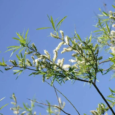 Common Osier Willow Leaves