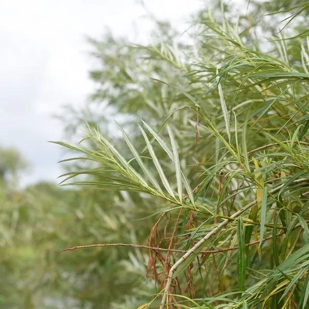 Common Osier Willow Leaves