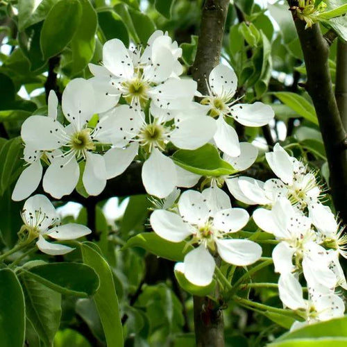 Wild Pear  Flowers