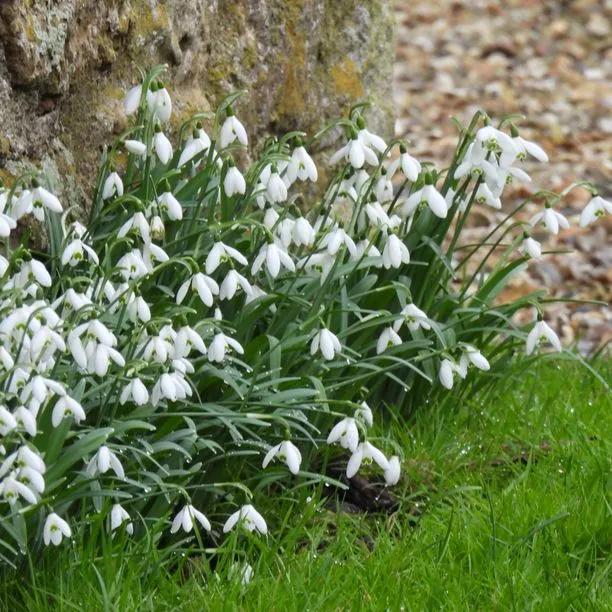 Clump of Common Snowdrop in Flower
