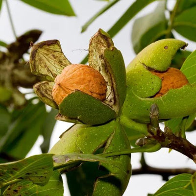 Common Walnuts on the tree