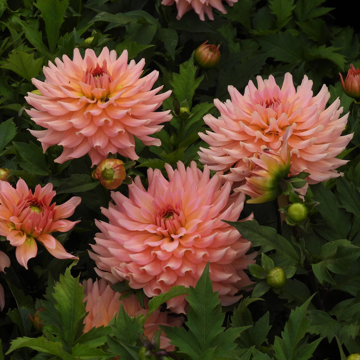 Pink dahlia flowers with layered ruffled petals blooming among dark green leaves in a garden setting.