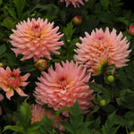 Pink dahlia flowers with layered ruffled petals blooming among dark green leaves in a garden setting.
