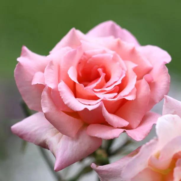 Compassion Rose – Fragrant Salmon-Pink Repeat Climber AGM