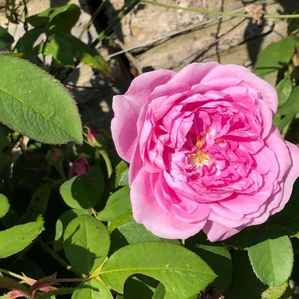 Comte de Chambord Rose Flowers