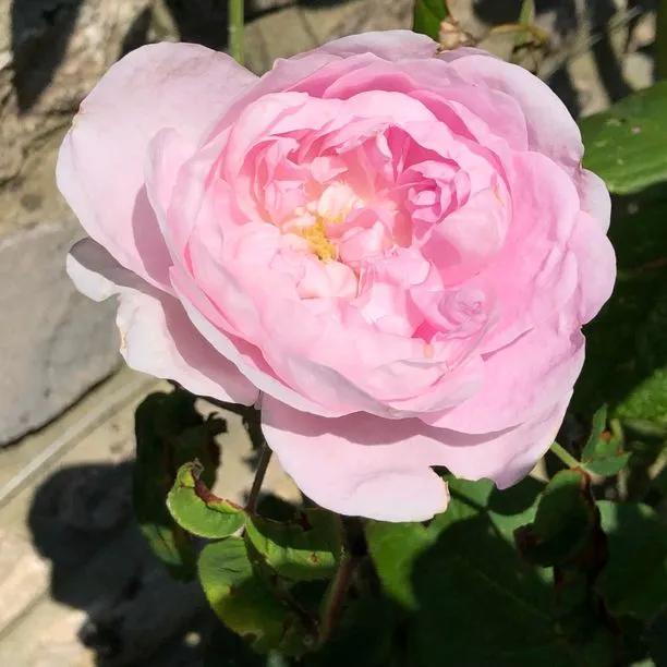 Comte de Chambord Rose Flowers