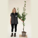 Concorde Pear Bush size tree in 7.5 Litre Pot