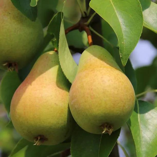 Concorde Pears  on the tree