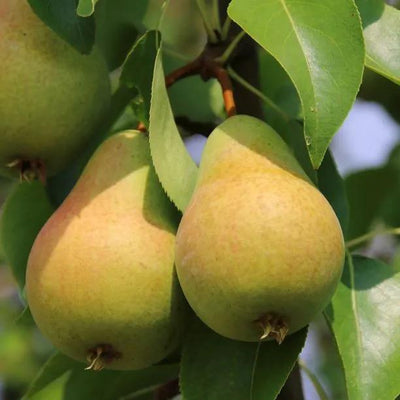 Concorde Pears  on the tree