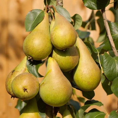 Concorde Pears  on the tree