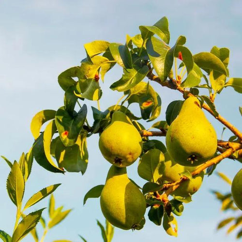 Concorde Pears  on the tree