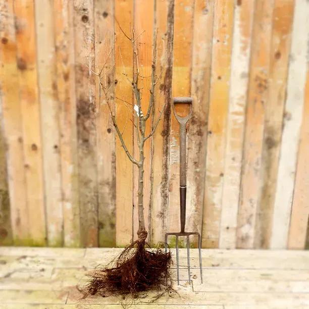 Bareroot Conference Pear Bush Tree