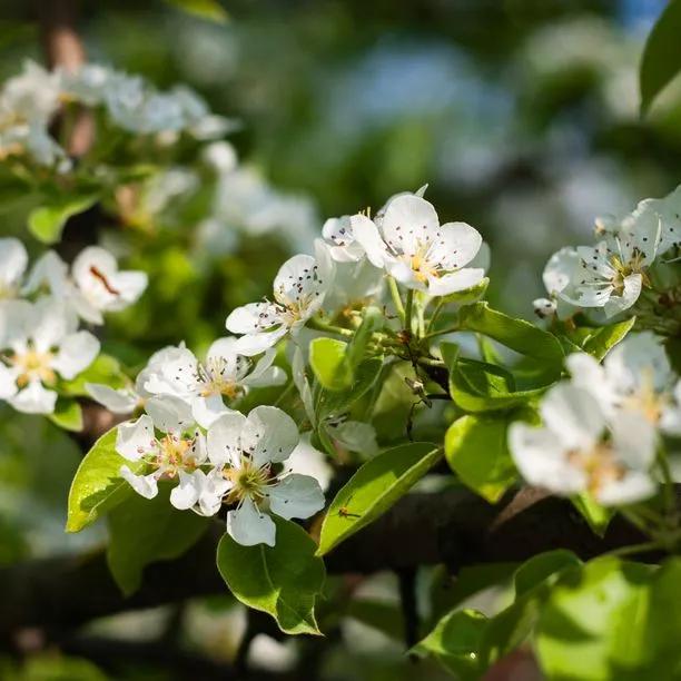 Conference Pear Trees  Flowers