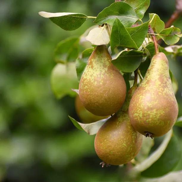 Conference Pears on the tree