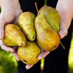 Conference Pears  on the tree