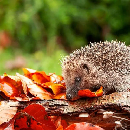Copper Beech Autumn fallen leaves brought to you by a hedgehog