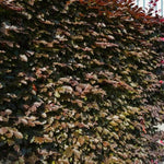 Copper Beech Hedge in early Summer