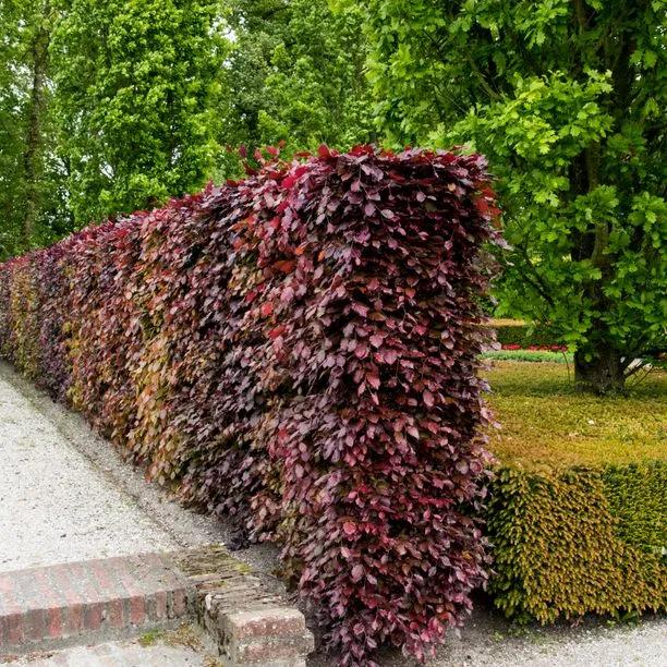 Narrow Copper Beech Hedge clipped to under 1 metre wide