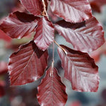 Copper Beech mature leaves with deep maroon colour