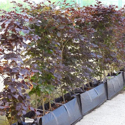 Copper beech instant hedging troughs