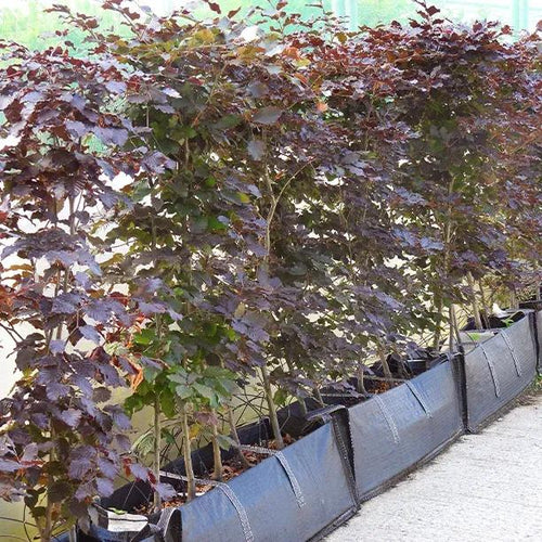 Copper beech instant hedging troughs
