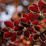 Copper Beech Leaves