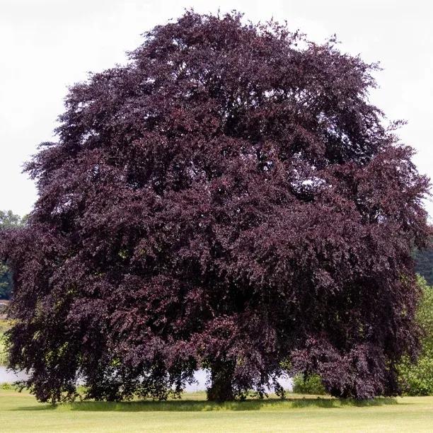 Mature Copper Beech tree in Summer