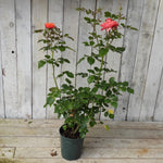 Potted plant with pink/salmon flowers against a wooden background