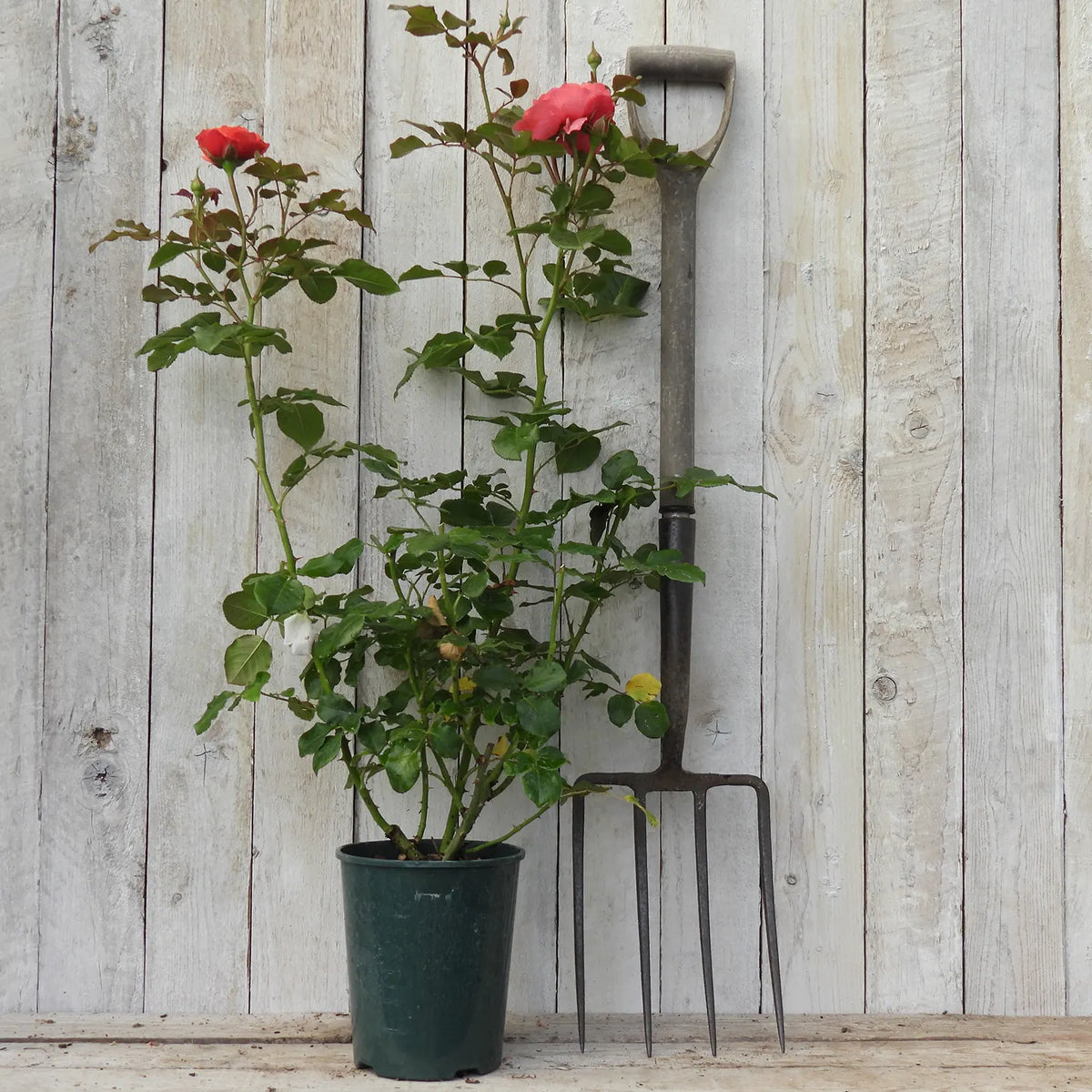 3 litre potted rose - Coral gardens