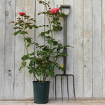 3 litre potted rose - Coral gardens