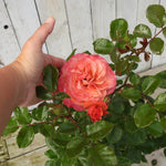 Hand holding a pink rose (coral gardens) with green leaves against a wooden background