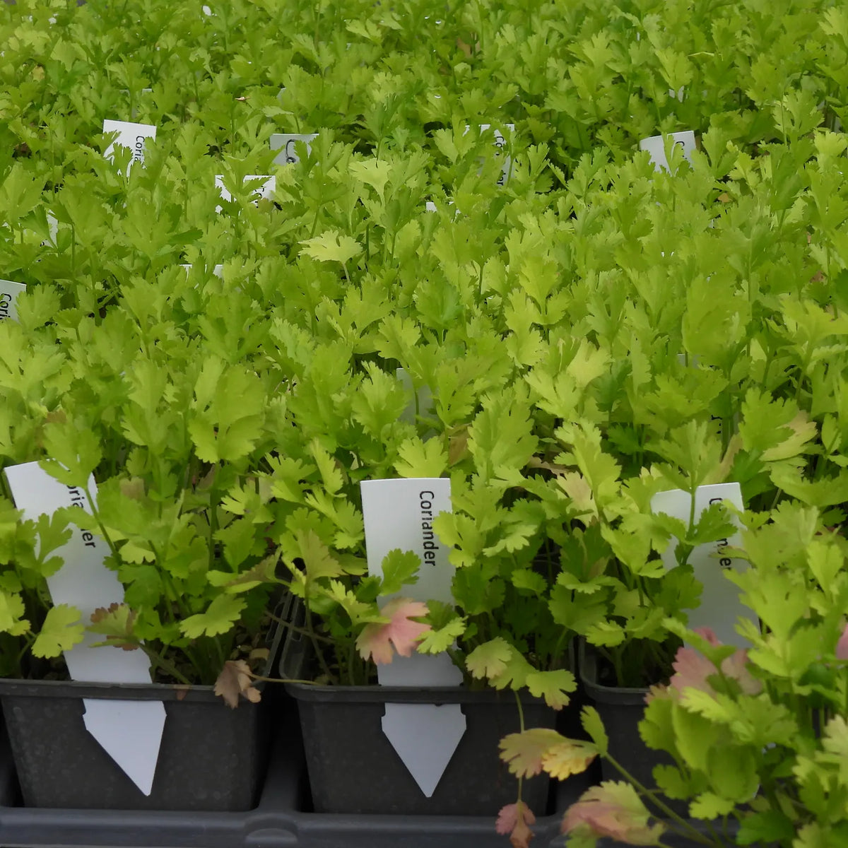 Row of coriander plants in pots with labels