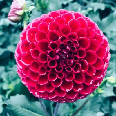 Cornel Dahlias Flowers