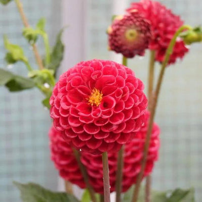 Cornel Dahlia Flowers