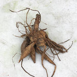 Cornel Dahlia Tuber