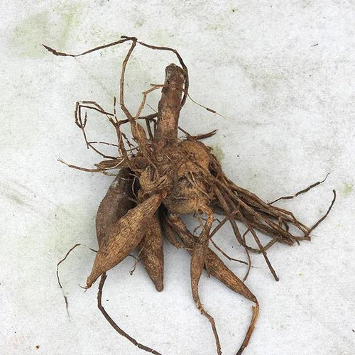 Cornel Dahlia Tuber