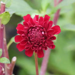 New Opening Flower of Cornel Dahlia