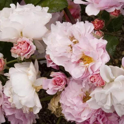 Cornelia Shrub Rose Flowers